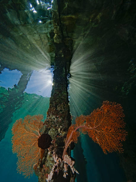 Red sea fans in the backlight
