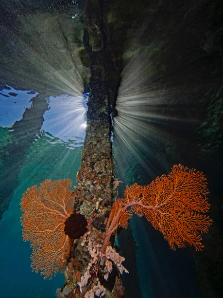 istock Red sea fans in the backlight 1253806694
