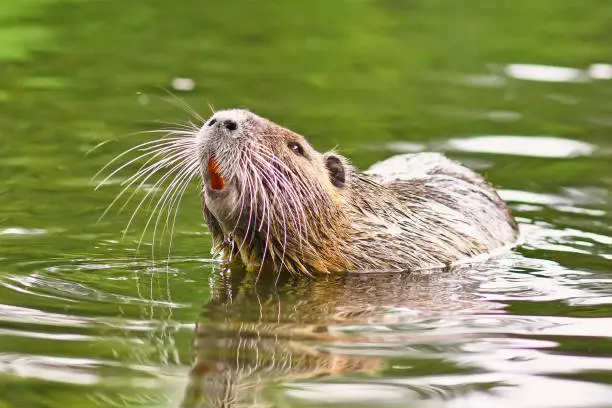 Invasive large rodent called 'Myocastor Coypus', commonly known as 'Nutria', swimming in river with head raised. Nutria are an invasive species in Europe.