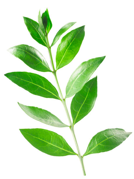 istock Henna tree branch with leaves  (Lawsonia inermis) isolated w clipping paths 1253808198