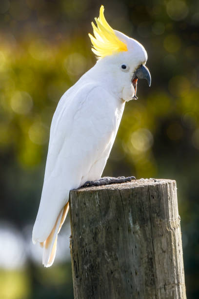 istock Sulphur Crested Cockatoo 1253808207
