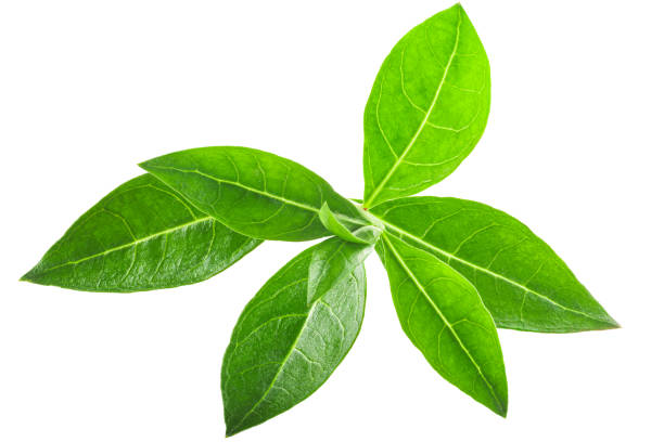 istock Henna tree leaves (Lawsonia inermis)  isolated w clipping paths 1253808241