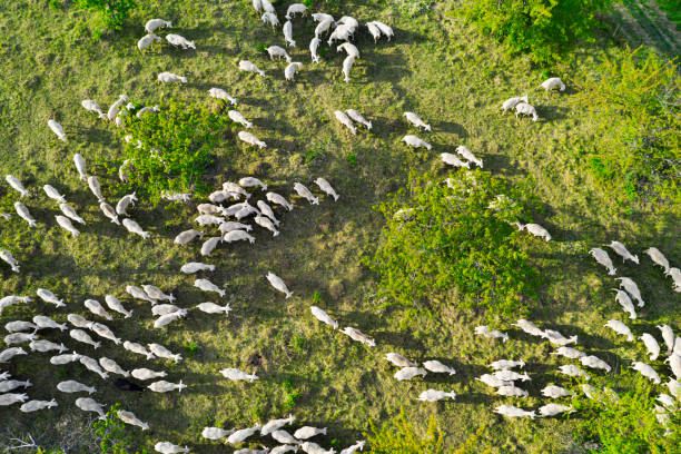 Aerial view at the sheeps herd on farmland