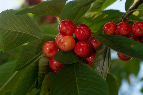 istock Red cherries on branch tree background. Delicious cherries 1253809484