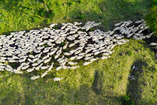 vista aérea en el rebaño de ovejas en tierras de cultivo - flock of sheep fotografías e imágenes de stock