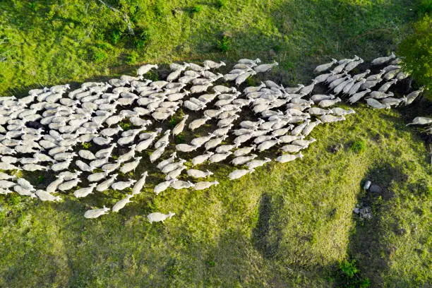 Aerial view at the sheeps herd on farmland