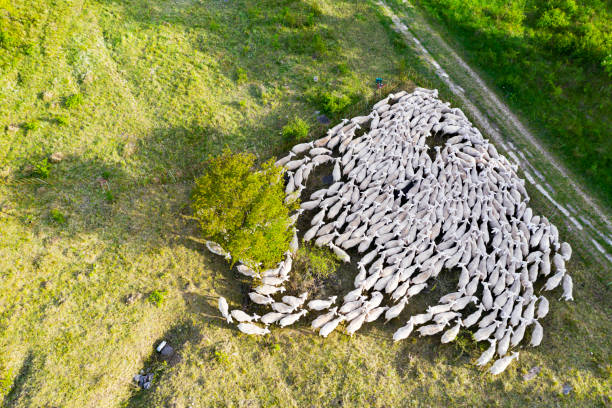 Aerial view at the sheeps herd on farmland
