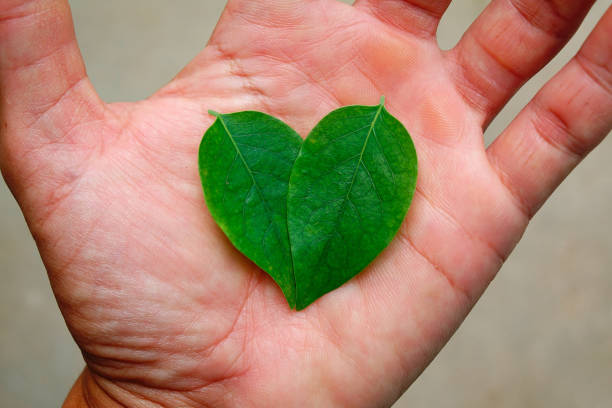 istock green leaf with heart shape in hand. 1253809701