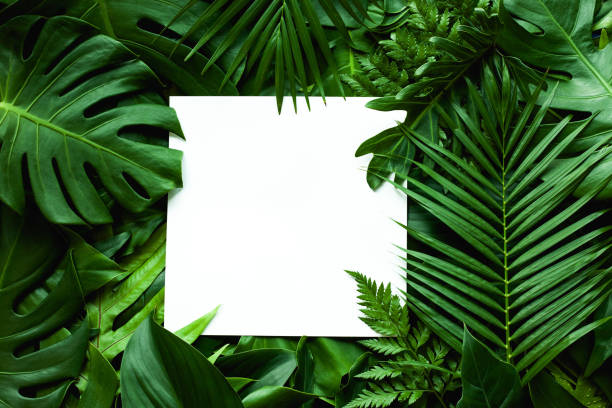 istock tropical green leaves and palms with white paper note frame 1253809798