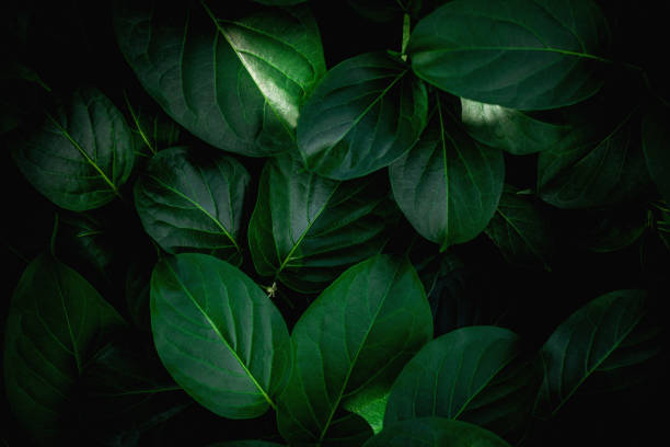 istock closeup nature view of green leaf background 1253810420