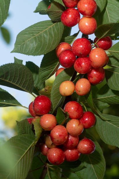istock Red cherries on branch tree background. Delicious cherries 1253810619