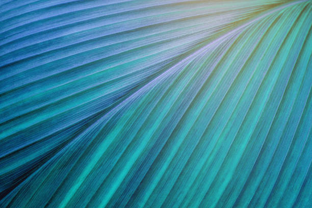 istock closeup nature view of blurred green leaf on background and sunlight 1253810637