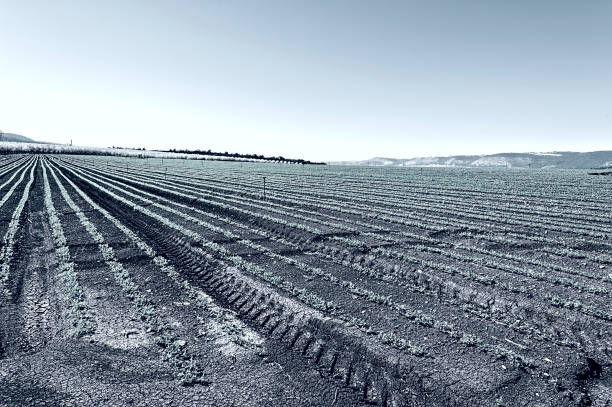 Rows of Seedling of Carrots on the Background of Flowering Almond Garden in Jezreel Valley in Israel, Stylized Photo