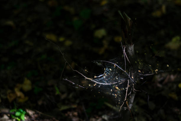 istock Old cobweb with leaves in a dark forest 1253812503