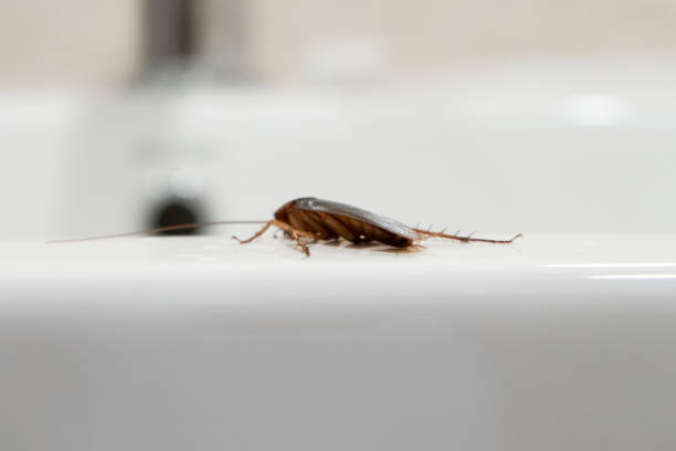istock Cockroach in the bathroom on the sink. The problem with insects. 1253812613