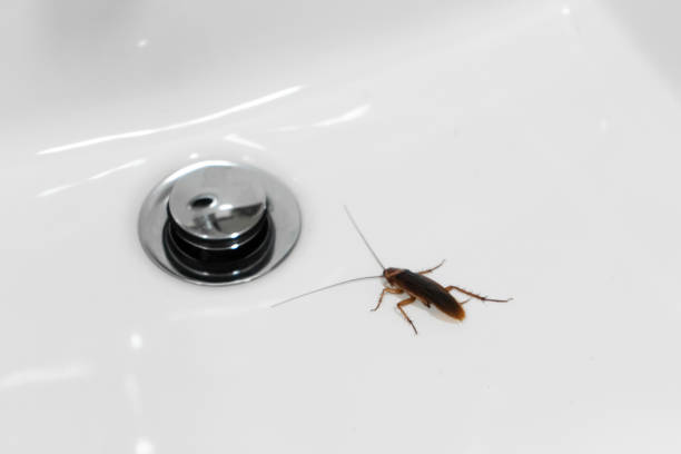 istock Cockroach in the bathroom on the sink. The problem with insects. 1253812624