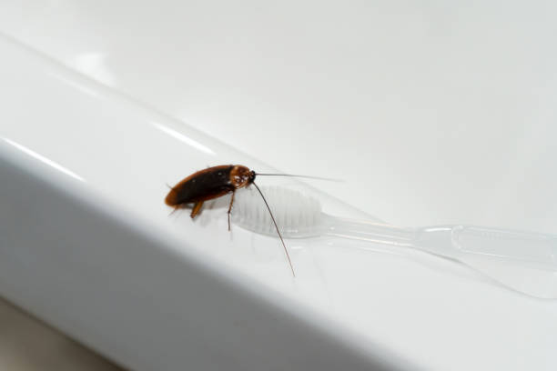 istock Cockroach in the bathroom on the sink. The problem with insects. 1253812631