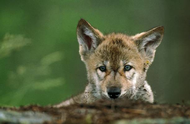 europäischer wolf, canis lupus, porträt des welpen - raubtier fotos stock-fotos und bilder