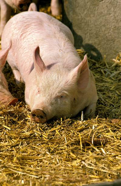 istock Large White Domestic Pig, Piglet sleeping on Straw 1253813333