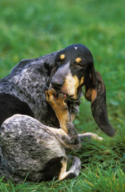 Great Blue Gascony Hound, Dog licking its Paw Great Blue Gascony Hound, Dog licking its Paw paw licking domestic animals stock pictures, royalty-free photos & images