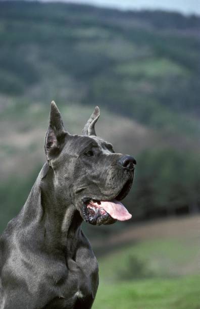 istock Great Dare or German Mastiff, Old Standard Breed with cut Ears 1253813348