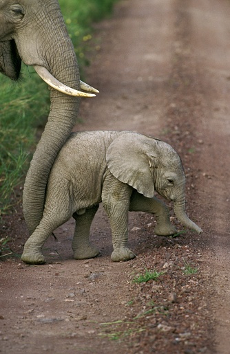 Elefante africano, loxodonta africana, Madre empujando a Becerro con Trump, Parque Amboseli en Kenia photo