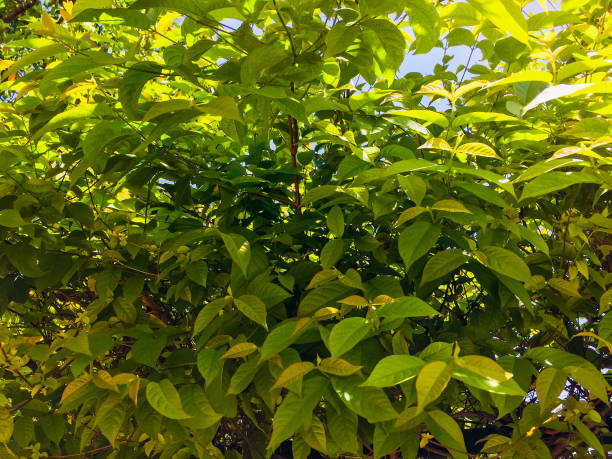 istock Yellow and green leaves 1253813700