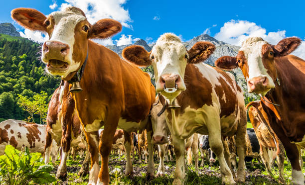 istock nice cow at the eng alm in austria 1253813859