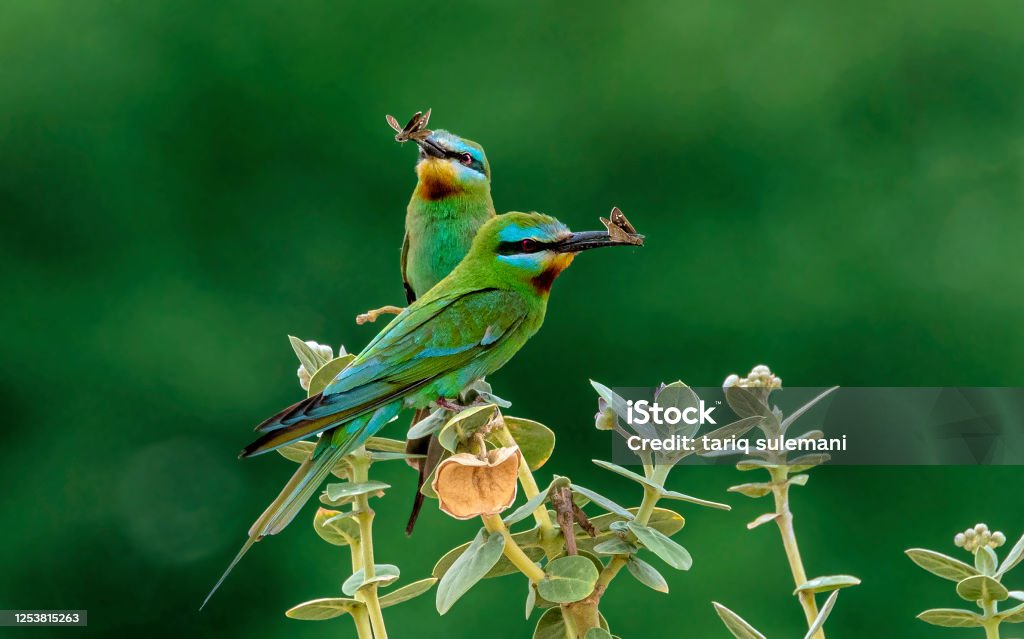 Blue Cheeked Bee Eater - Royalty-free Fotografia - Imagem Foto de stock Blue Cheeked Bee Eater - Royalty-free Fotografia - Imagem Foto de stock