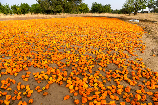 Africa, West Africa, Burkina Faso, Tenkodogo. Freshly harvested chillies are spread out on the ground to dry in the sun.