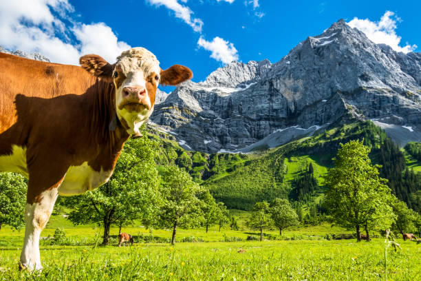 istock nice cow at the eng alm in austria 1253815431