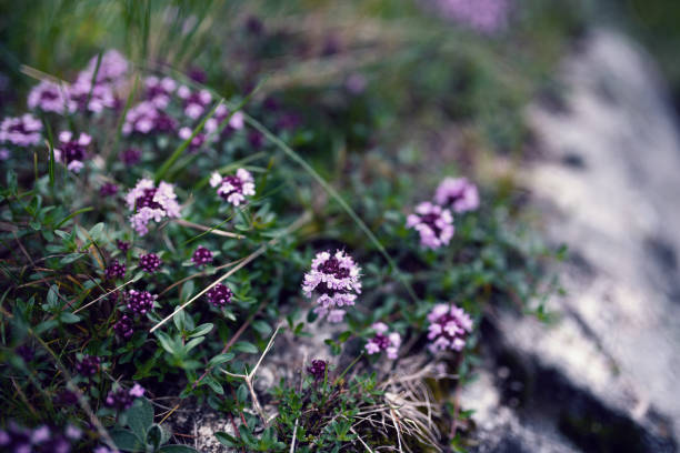 A Thymus serpyllum plant. Also called wild thyme, it is a plant belonging to the Lamiaceae family. Common throughout Europe and North Africa, it is one of the most common species of thyme, used for centuries for culinary, ornamental and medicinal purposes.
