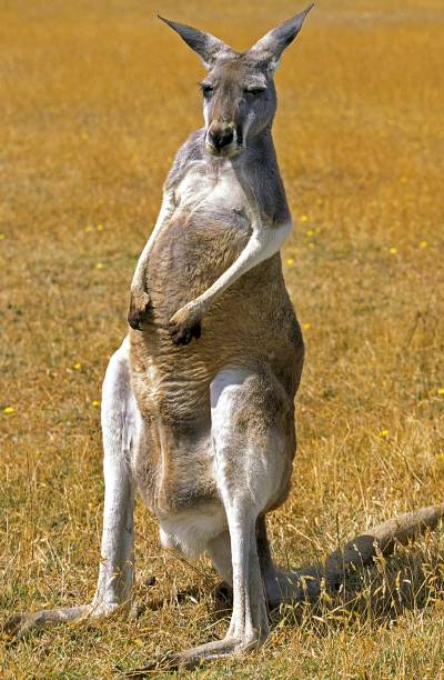 istock Red Kangaroo, macropus rufus, Adult sitting on its Tail, Australia 1253816368