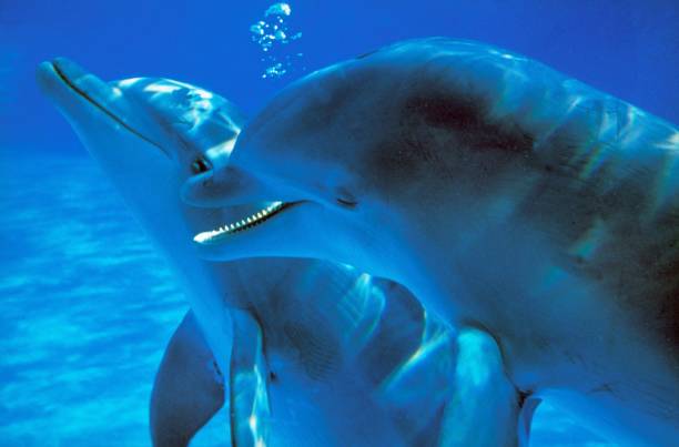 istock Bottlenose Dolphin, tursiops truncatus, Adults Communicating 1253816413