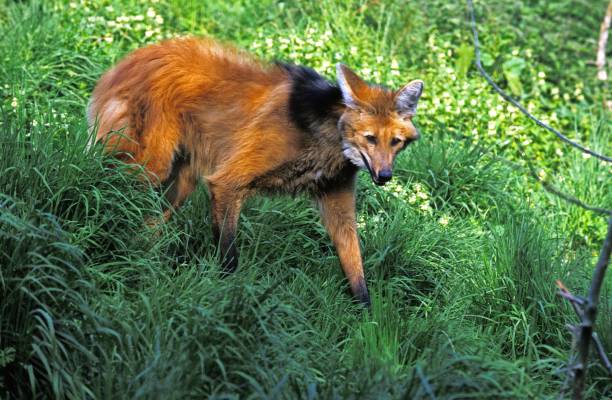 loup mané, chrysocyon brachyurus, adulte debout sur l’herbe - loup à crinière photos et images de collection