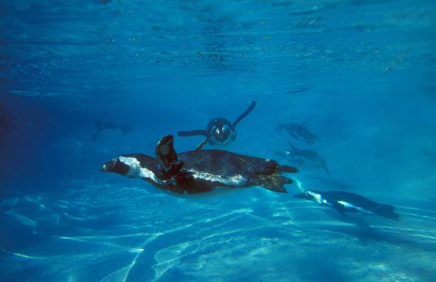 istock Humboldt Penguin, spheniscus humboldti, Group underwater 1253816519