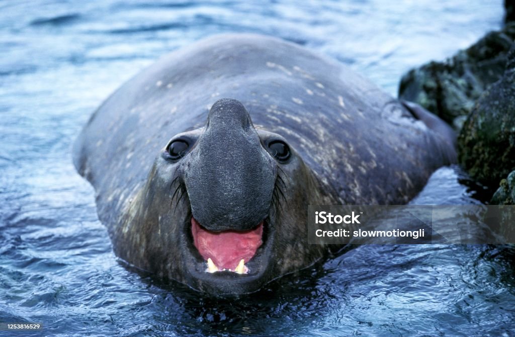 Southern Elephant Seal, mirounga leonina, Male calling, Antarctica Elephant Seal Stock Photo