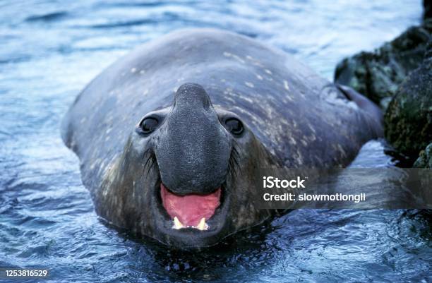 Southern Elephant Seal Mirounga Leonina Male Calling Antarctica Stock Photo - Download Image Now