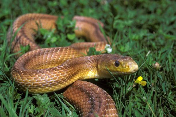istock Four-Lined Snake, elaphe quatuorlineata 1253816569