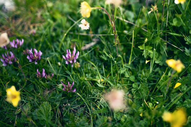 Alpine clover (Trifolium Alpinum) is a perennial herbaceous plant belonging to the Fabaceae family, originally from the Alps.