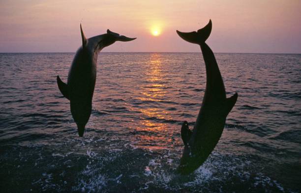 bottlenose dolphin, tursiops truncatus, dorośli skaczący o zachodzie słońca, wybrzeże w pobliżu hondurasu - two dolphins zdjęcia i obrazy z banku zdjęć