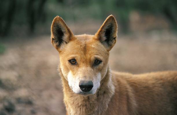 dingo, canis familiaris dingo, porträt des erwachsenen - dingo stock-fotos und bilder