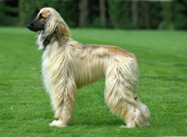 istock Afghan Hound, Adult standing on Grass 1253817719