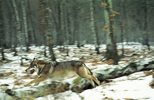 European Wolf, canis lupus, Adult running on Snow