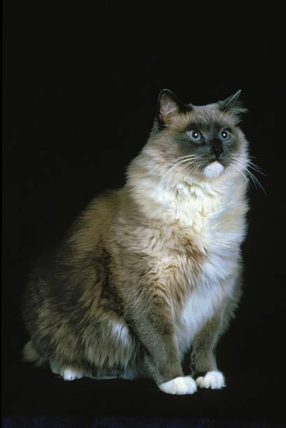 istock Ragdoll Domestic Cat against Black Background 1253817852