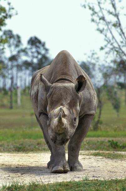 черный носорог, diceros bicornis - bicornis стоковые фото и изображения