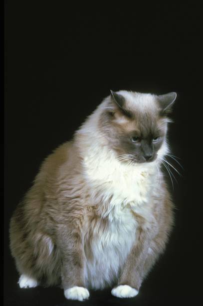 istock Ragdoll Domestic Cat against Black Background 1253817866