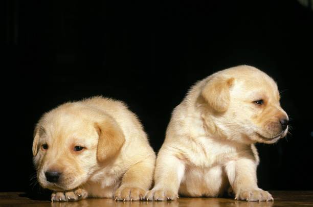 istock Yellow Labrador Retriever Dog, Pups against Black Background 1253817921