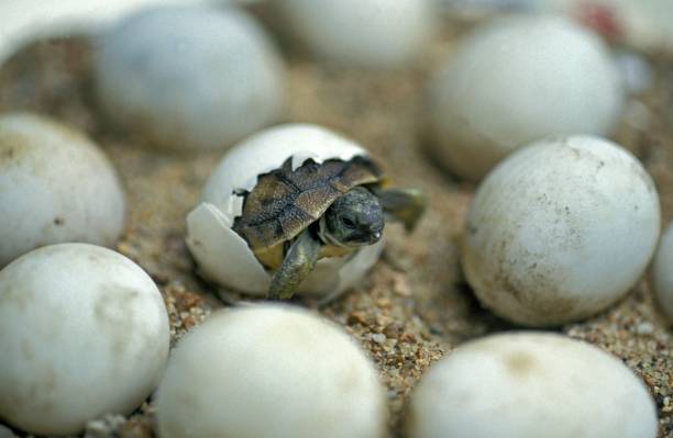 tartaruga de hermann, testudo hermanni, baby hatching from egg - animal egg - fotografias e filmes do acervo