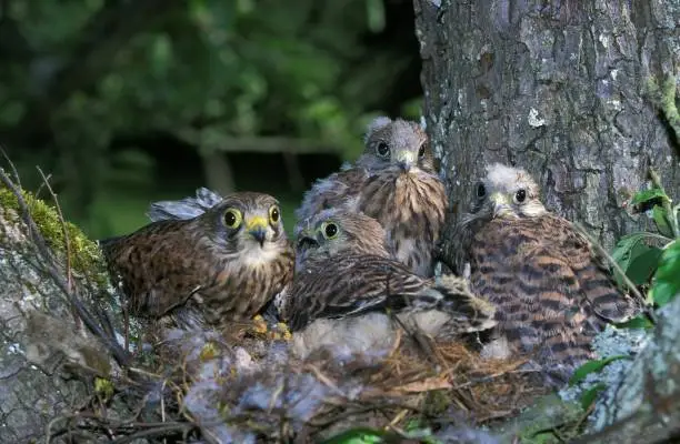 Photo of Common Kestrel, falco tinnunculus, Youngs in Nest, Normandy